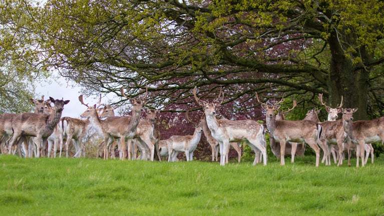 A group of bucks look out across the parkland on a grassy bank against a backdrop of trees which have new leaves unfurling.